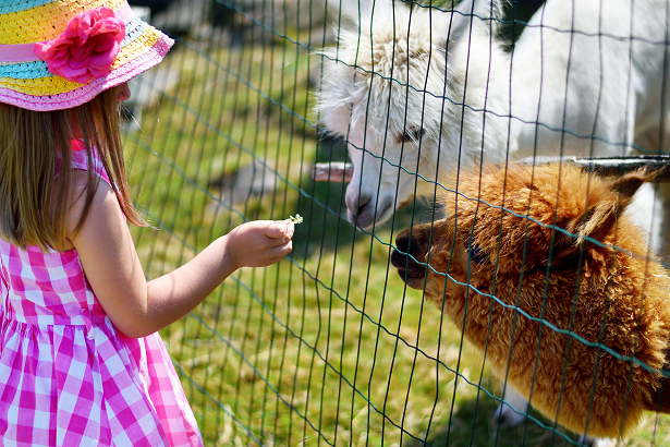 Tattershall Farm Park